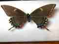 Papilio glaucus female (dark form mix) (Internet Image property of respective owner, non-commercial use only)